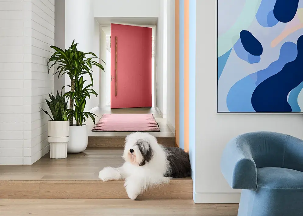A Dulux Old English Sheepdog lying on a wooden floor in the entranceway to a house. In the foreground is a coloured piece of artwork on the wall and a blue chair. In the entranceway are potted plants and the front door is painted pink.