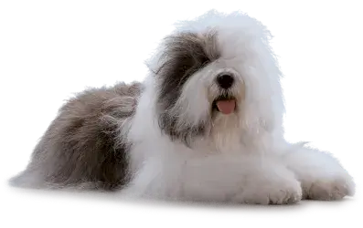 Dulux Australia - dog