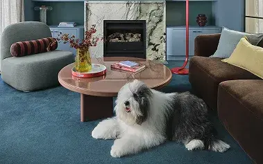 Living room with Dulux dog painted in Dulux Wink with velvet low furniture 