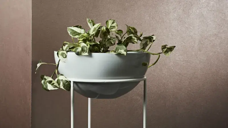 Metallic brown wall with pot plant